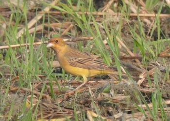 २४ वर्षपछि कोशीटप्पुमा रातोटाउके बगेडी चराको दोस्रो अभिलेख