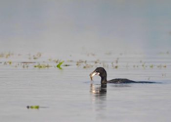 जलेवाको आहारा माछा