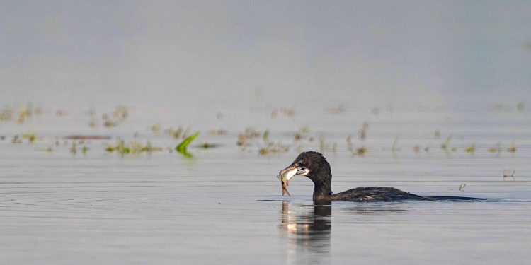 जलेवाको आहारा माछा