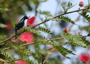 सुनसरीमा फूलको रस चुस्दै गरेको भाले बुङ्गे चरा