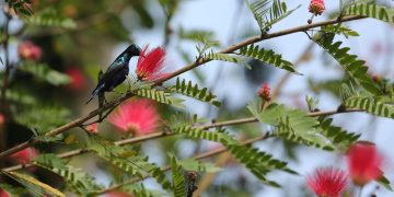 सुनसरीमा फूलको रस चुस्दै गरेको भाले बुङ्गे चरा