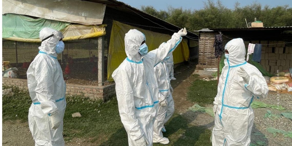 इटहरीका ६ वटासहित ८ फार्ममा बर्डफ्लु पुष्टि, ४२ दिनसम्म नयाँ कुखुरा पालन गर्न नपाइने