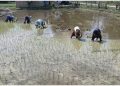 सुनसरीका किसान चैते धान रोप्न व्यस्त