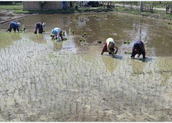 सुनसरीका किसान चैते धान रोप्न व्यस्त