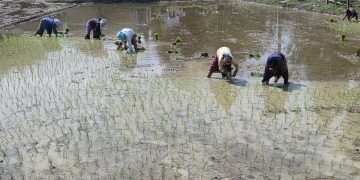 सुनसरीका किसान चैते धान रोप्न व्यस्त