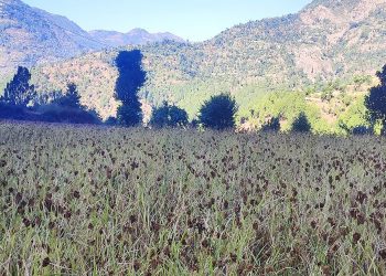 उदयपुरमा कोदो उत्पादनमा वृद्धि