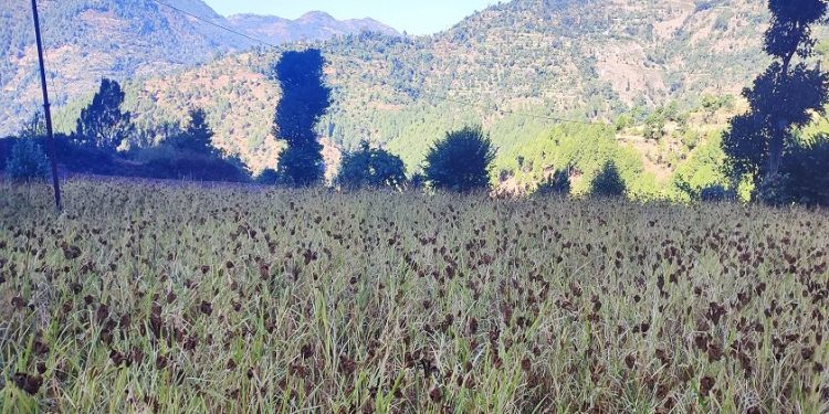 उदयपुरमा कोदो उत्पादनमा वृद्धि