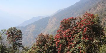 भोजपुर : ‘मुन्दुम पदमार्ग’ क्षेत्रमा गुराँस ढकमक्क