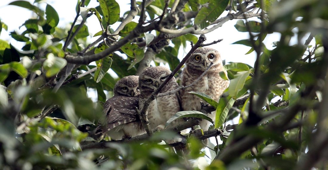 सुनसरीमा लाटोकोसेरोको समूह