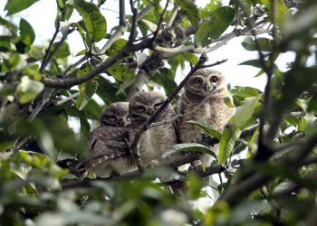 सुनसरीमा लाटोकोसेरोको समूह