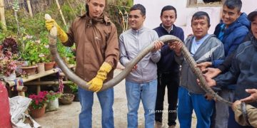 धनकुटामा १३ फिट लामो राजगोमन उद्धार, पहाडी क्षेत्रमा विषालु सर्प देखिन थालेको चिन्ता