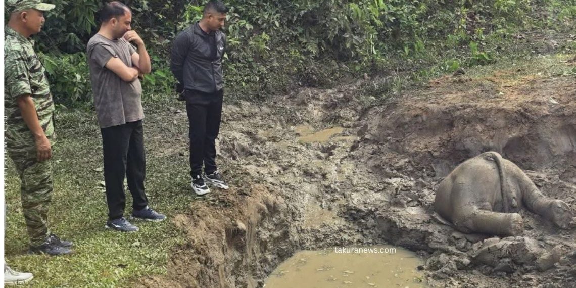 सुनसरी : दलदलमा फसेर जङ्गली हात्तीको छावा मृत भेटियो