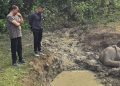 सुनसरी : दलदलमा फसेर जङ्गली हात्तीको छावा मृत भेटियो