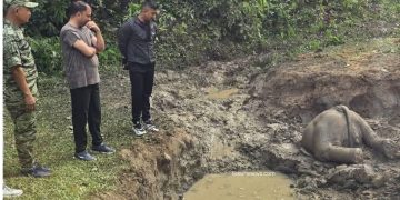 सुनसरी : दलदलमा फसेर जङ्गली हात्तीको छावा मृत भेटियो