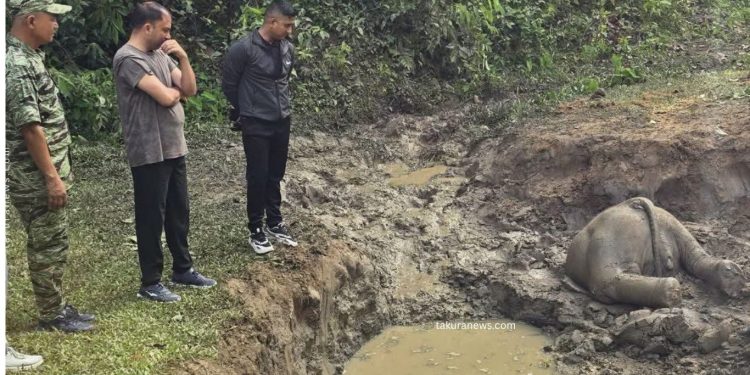 सुनसरी : दलदलमा फसेर जङ्गली हात्तीको छावा मृत भेटियो
