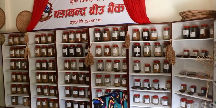 बीउ बैंकमार्फत रैथाने बाली संरक्षण