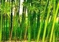 ढुङ्गा–जालीको विकल्प बन्दै बाँस, निन्दा नदी किनारमा ४ हजार बिरुवा रोपियो