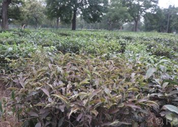 रोग, किरा र निर्यात अवरोधको मारमा नेपाली चिया उद्योग