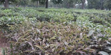 रोग, किरा र निर्यात अवरोधको मारमा नेपाली चिया उद्योग
