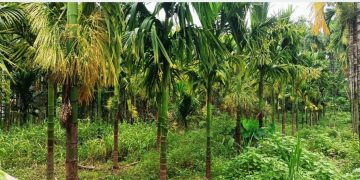 हात्ती प्रभावित क्षेत्र झापामा सुपारी खेती बन्यो किसानको भरोसाको आधार