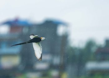 तरहरामा जल अप्सराको उपस्थिति, बासस्थान अभावले टिक्न सकेन