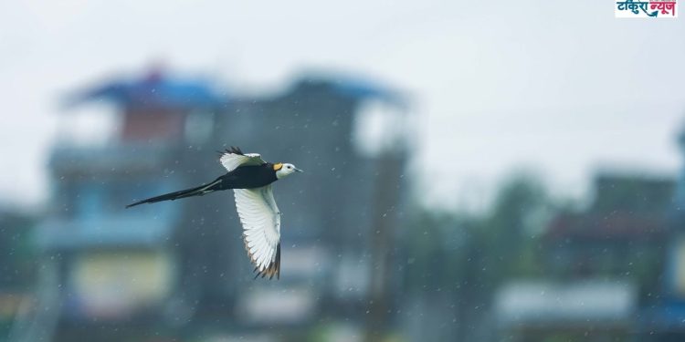तरहरामा जल अप्सराको उपस्थिति, बासस्थान अभावले टिक्न सकेन