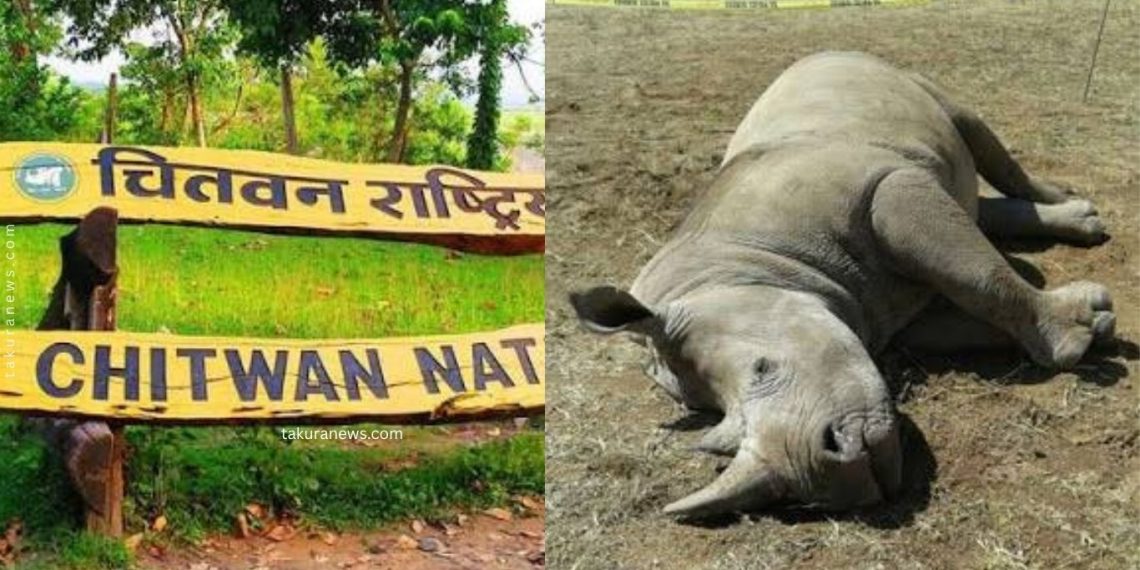 एक वर्षमा २२ गैँडाको मृत्यु, करेन्टले पनि लियो दुईको ज्यान