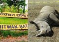 एक वर्षमा २२ गैँडाको मृत्यु, करेन्टले पनि लियो दुईको ज्यान
