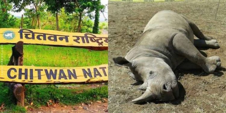 एक वर्षमा २२ गैँडाको मृत्यु, करेन्टले पनि लियो दुईको ज्यान