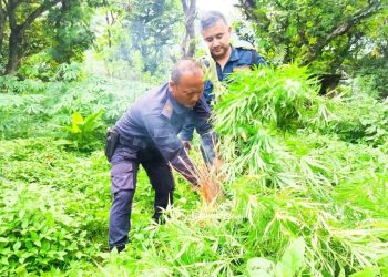 भोजपुर र ओखलढुंगामा २ हजारभन्दा बढी गाँजाका बोट नष्ट