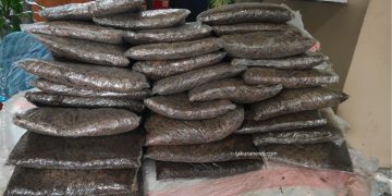 सप्तकोशी किनारमा तीन सय आठ केजी गाँजा बरामद, तस्कर फरार