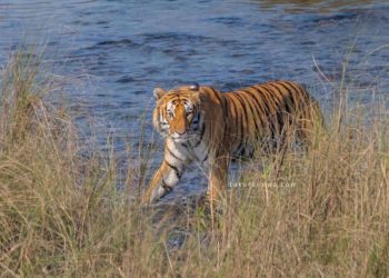 नेपालमा बाघको संख्या ३३५ बाट बढेर ४२९ पुग्यो