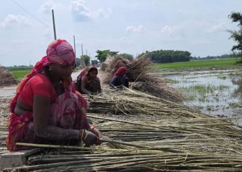 मूल्य र माग बढेपछि सुनसरीमा जुटखेतीतर्फ किसानको आकर्षण