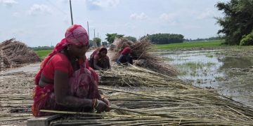 मूल्य र माग बढेपछि सुनसरीमा जुटखेतीतर्फ किसानको आकर्षण