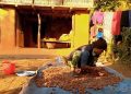 चीनसम्म पुग्छ भोजपुरको रुद्राक्ष, किसानको आम्दानीको बलियो आधार बन्दै