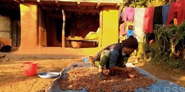 चीनसम्म पुग्छ भोजपुरको रुद्राक्ष, किसानको आम्दानीको बलियो आधार बन्दै
