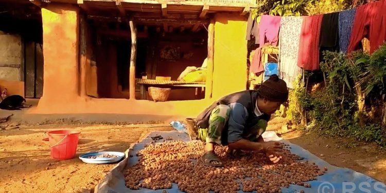चीनसम्म पुग्छ भोजपुरको रुद्राक्ष, किसानको आम्दानीको बलियो आधार बन्दै