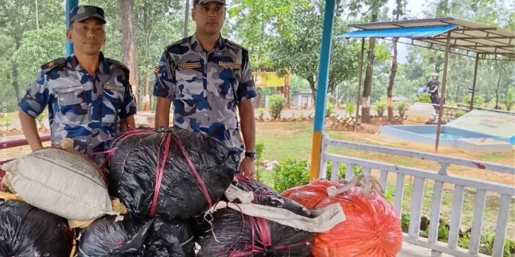 सशस्त्र प्रहरीद्वारा एकसय तीस किलो गाँजा बरामद