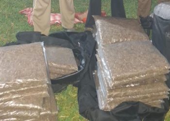 एक क्विन्टेल लागूऔषध गाँजासहित ५ जना पक्राउ