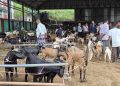 धरानको खसी बजारमा चाडपर्वको चहलपहल, कारोबार बढ्यो
