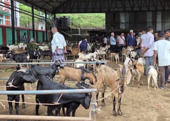 धरानको खसी बजारमा चाडपर्वको चहलपहल, कारोबार बढ्यो