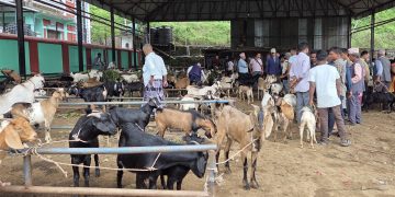धरानको खसी बजारमा चाडपर्वको चहलपहल, कारोबार बढ्यो
