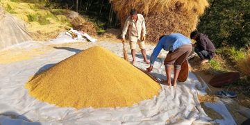 युवा पलायनले भोजपुरमा धान थन्क्याउनै मुस्किल