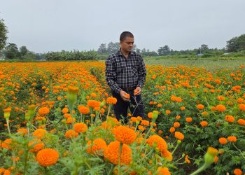 तिहारका लागि पाँच कट्ठामा सयपत्री फूलखेती