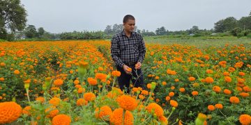 तिहारका लागि पाँच कट्ठामा सयपत्री फूलखेती