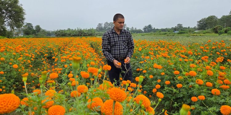 तिहारका लागि पाँच कट्ठामा सयपत्री फूलखेती