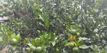 भोजपुरका सुन्तला बगानमा रोगको प्रकोप